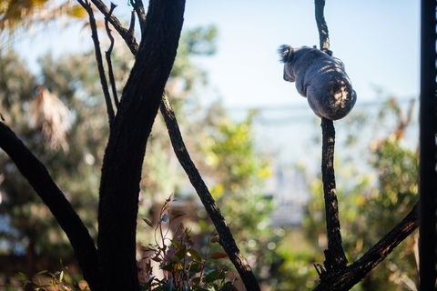 Wildlife Retreat At Taronga - Accommodation Gladstone 3