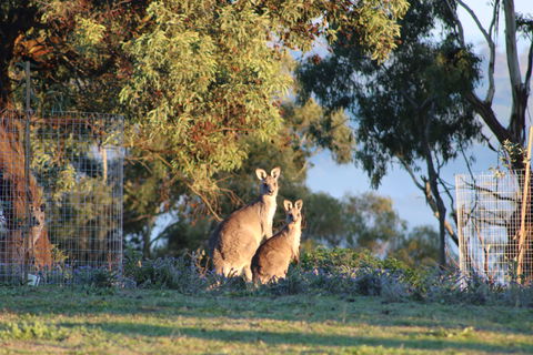 Abercrombie Ridge - Accommodation Gladstone 7