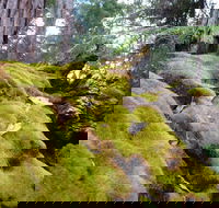 Fernhook Falls Camp at Mount Frankland South National Park - Accommodation Gladstone