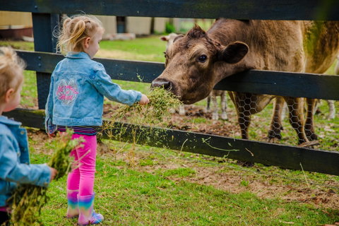 Tobruk Sydney Farm Stay - Accommodation Gladstone 2