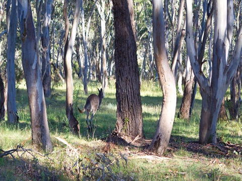 Apsley Falls Campground - Accommodation Gladstone 2