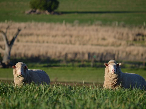 Curringa Farm Accommodation - Accommodation Gladstone 1