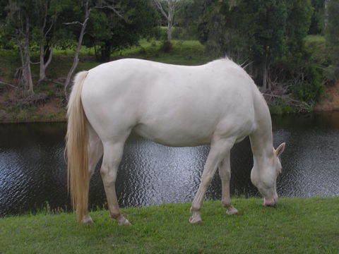 Imbil Bridge Farm And Homestead - Accommodation Gladstone 1