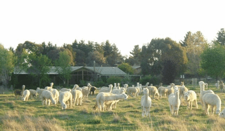 Glenhope Alpacas Self Contained Bb/farmstay - Accommodation Gladstone