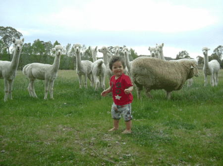 Glenhope Alpacas Self Contained B&b/farmstay - Accommodation Gladstone 5