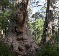 Valley of the Giants Cottage - Accommodation Gladstone
