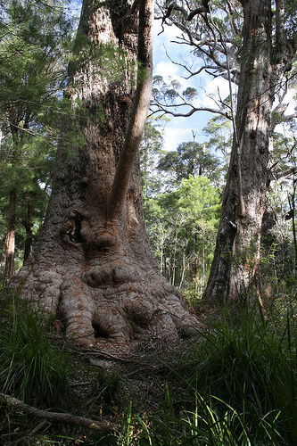 Valley Of The Giants Cottage - Accommodation Gladstone 0