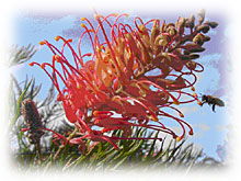 Mimosa Hill Wildflower Farm Cottages - Accommodation Gladstone 1