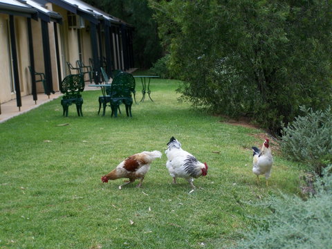 Burra Motor Inn - Accommodation Gladstone 2