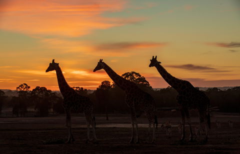 Zoofari Lodge, Taronga Western Plains Zoo Dubbo - Accommodation Gladstone 1