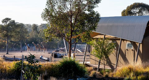Zoofari Lodge, Taronga Western Plains Zoo Dubbo - Accommodation Gladstone 2