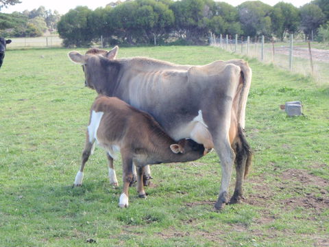 Animal Land Farm Stay - Accommodation Gladstone 2