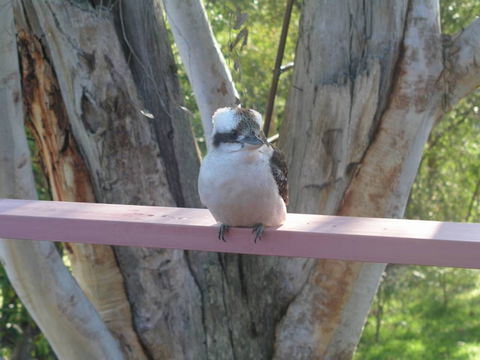 Kookaburra Dreaming - Accommodation Gladstone 0