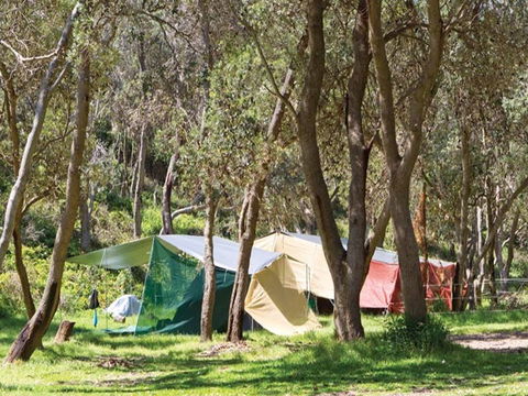 Pebbly Beach Campground - Yuraygir National Park - Accommodation Gladstone 1