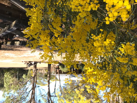 Possum's Hollow And Hooter's Hut - Accommodation Gladstone 1