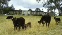 Bumblebrook Farm Motel - Accommodation Gladstone 1