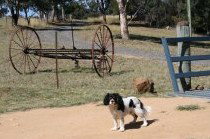 Bumblebrook Farm Motel - Accommodation Gladstone 5