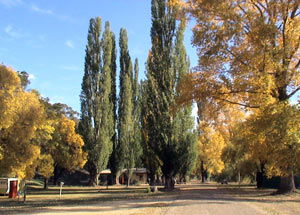 Omeo Caravan Park - Accommodation Gladstone 0