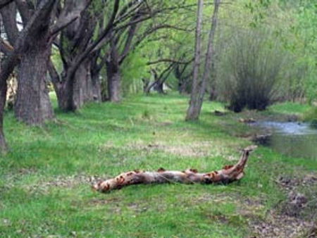 Omeo Caravan Park - Accommodation Gladstone 3