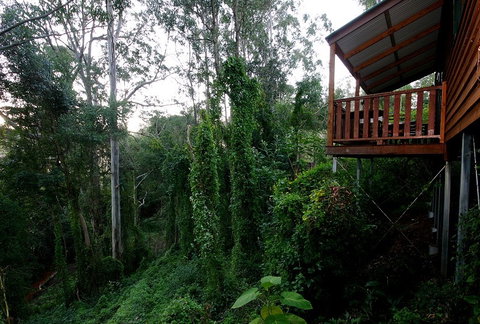 Ravensbourne Forest Chalets - Accommodation Gladstone 1