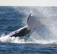 Whale Watching Sydney - Accommodation Gladstone