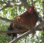 Perth City Farm Organic Markets - Accommodation Gladstone 3