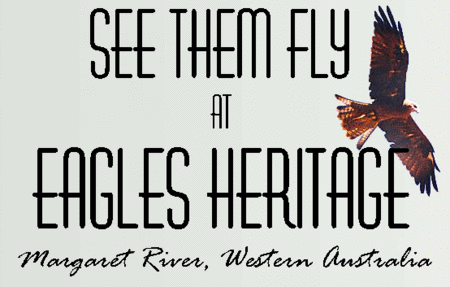 Eagles Heritage Raptor Wildlife Centre - Accommodation Gladstone