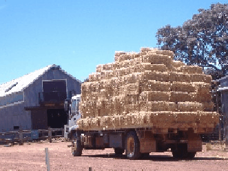 Avondale Discovery Farm - Accommodation Gladstone 1