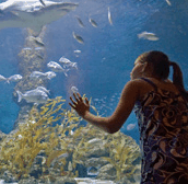 The Aquarium of Western Australia - Accommodation Gladstone