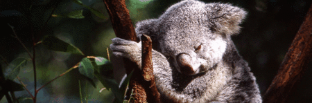 Koala And River Cruise By Mirimar Cruises - Accommodation Gladstone 0
