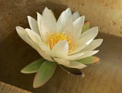 St Georges Natural Health Therapies - Accommodation Gladstone 3