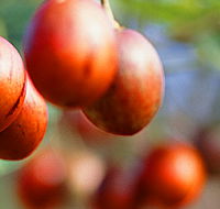 Tropical Fruit World - Accommodation Gladstone