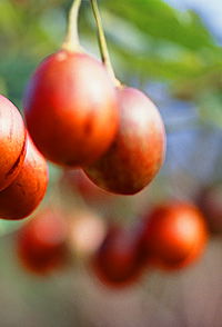 Tropical Fruit World - Accommodation Gladstone 0
