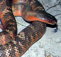 Armadale Reptile  Wildlife Centre - Accommodation Gladstone