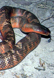 Armadale Reptile & Wildlife Centre - Accommodation Gladstone 0