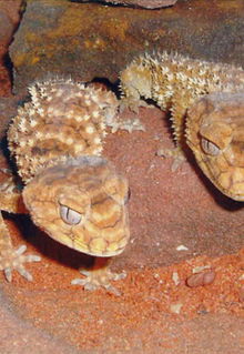 Armadale Reptile & Wildlife Centre - Accommodation Gladstone 1