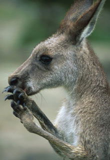 Armadale Reptile & Wildlife Centre - Accommodation Gladstone 2