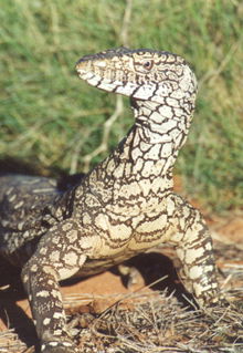Armadale Reptile & Wildlife Centre - Accommodation Gladstone 3