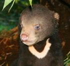 Perth Zoo - Accommodation Gladstone 0