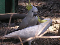 Wirrimbirra Sanctuary - Accommodation Gladstone 1
