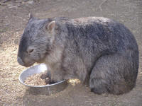Wirrimbirra Sanctuary - Accommodation Gladstone 2