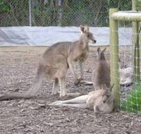 Jirrahlinga Koala  Wildlife Sanctuary - Accommodation Gladstone