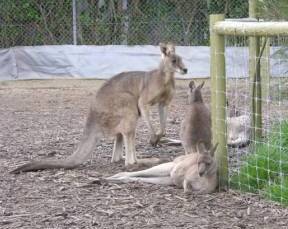 Jirrahlinga Koala & Wildlife Sanctuary - Accommodation Gladstone 0