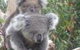 Jirrahlinga Koala & Wildlife Sanctuary - thumb 1