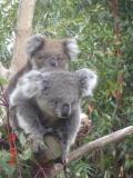 Jirrahlinga Koala & Wildlife Sanctuary - Accommodation Gladstone 1