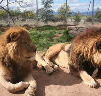 Mansfield Zoo - Accommodation Gladstone