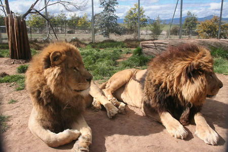 Mansfield Zoo - Accommodation Gladstone 0