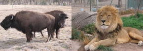 Mansfield Zoo - Accommodation Gladstone 3
