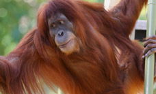 Melbourne Zoo - Accommodation Gladstone 1