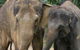 Melbourne Zoo - thumb 3